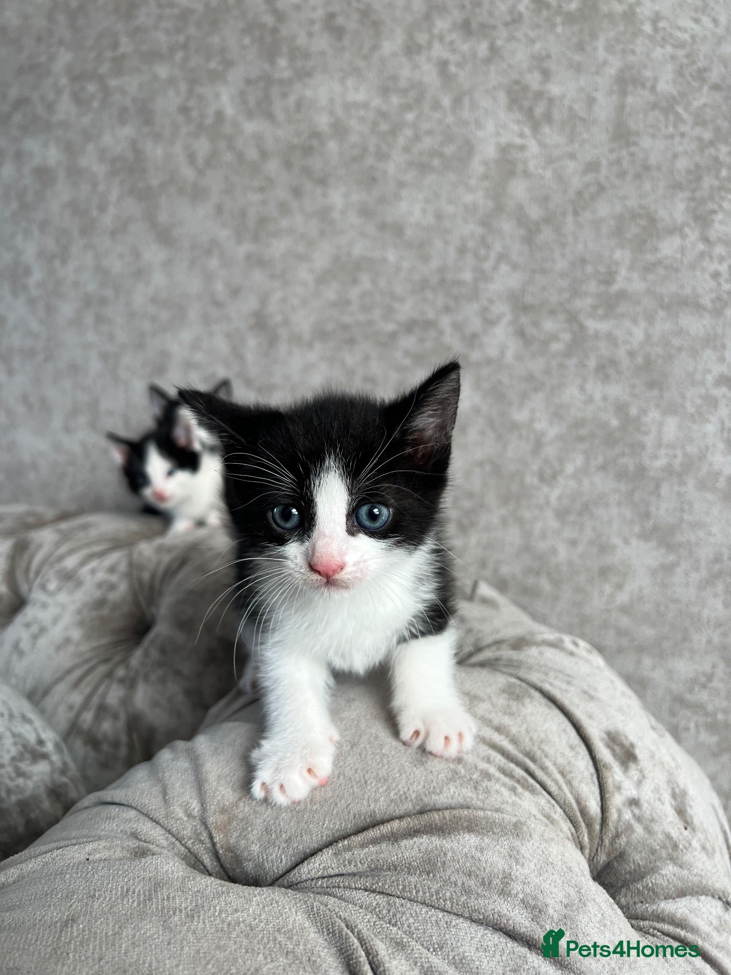 Mixed Breed cats 1 Female kitten ~ Ready to reserve  - Advert 3