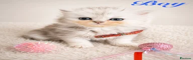 Persian 2