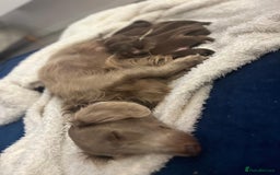 Miniature Dachshund dogs for sale: Long Haired Miniature Dachshunds Chocolate and Tan - Image 1