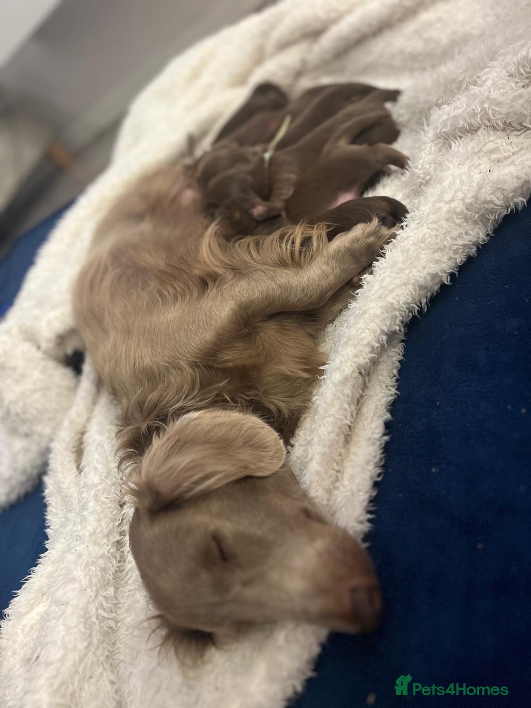 Miniature Dachshund dogs for sale: Long Haired Miniature Dachshunds Chocolate and Tan - Image 1