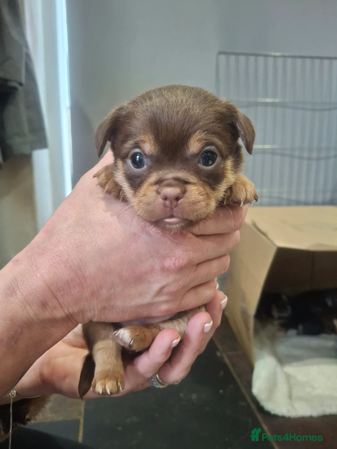 Chorkie dogs for sale: Beautiful litter of chorki's  - Advert 13