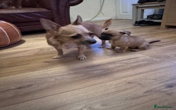 Jack Chi dogs for sale: Jack-chi puppies - Advert 2