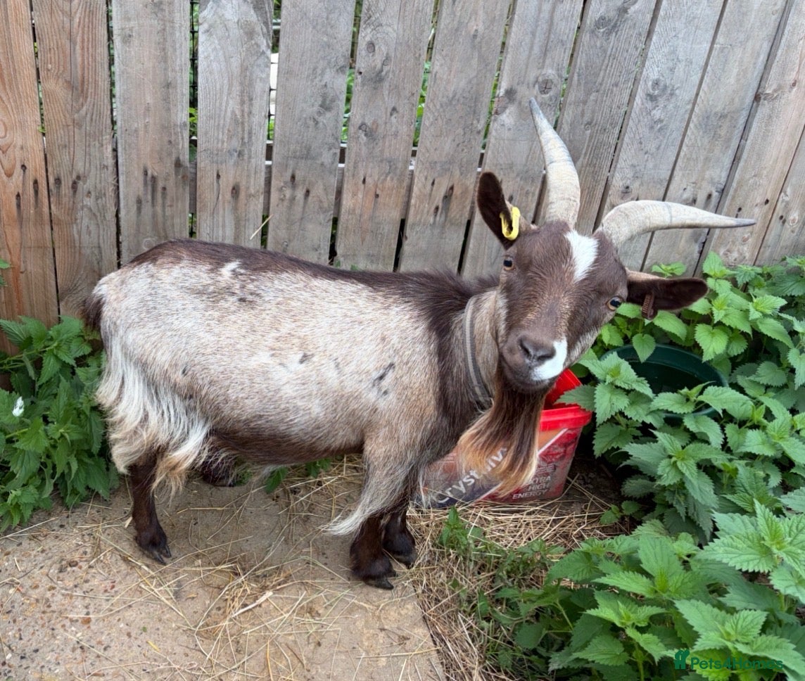 Goats livestock Female Pygmy goat  - Advert 6