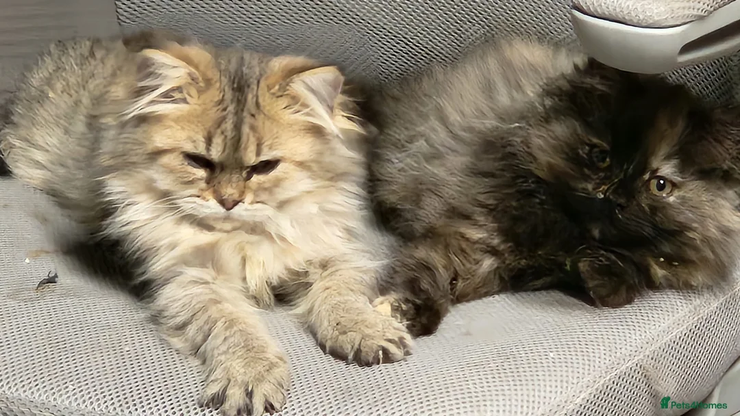 Siberian cats for sale: Pure Siberian kittens for sale - Advert 8