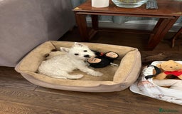 West Highland Terrier dogs for sale: Top quality import champion bred westie - Image 2