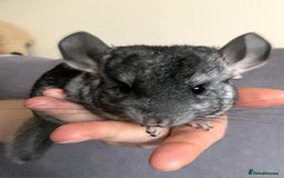 Chinchilla rodents for sale: Male chinchilla  - Image 2
