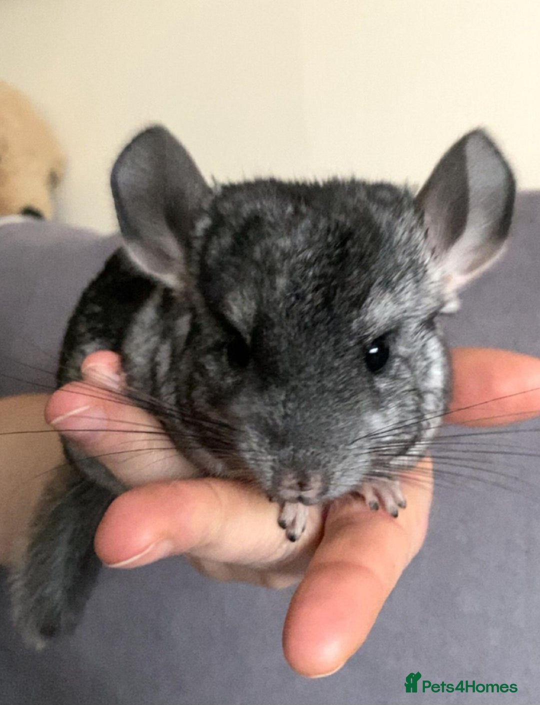 Chinchilla rodents for sale: Male chinchilla  - Image 2