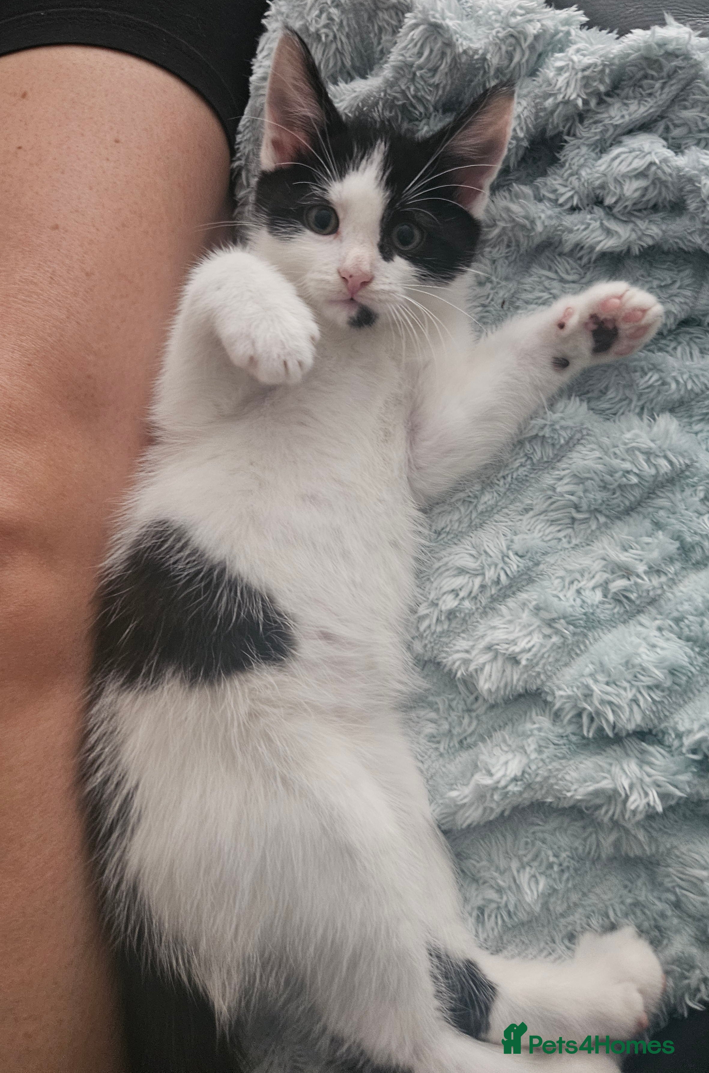 Mixed Breed cats Mixed Maine Coon kittens-Ready now - Advert 4