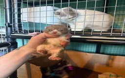 British Shorthair cats for sale: Tica reg cinnamon kittens  - Image 13