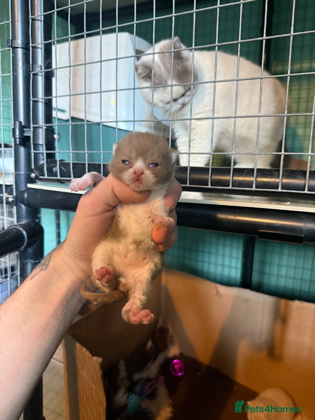 British Shorthair cats for sale: Tica reg cinnamon kittens  - Image 13