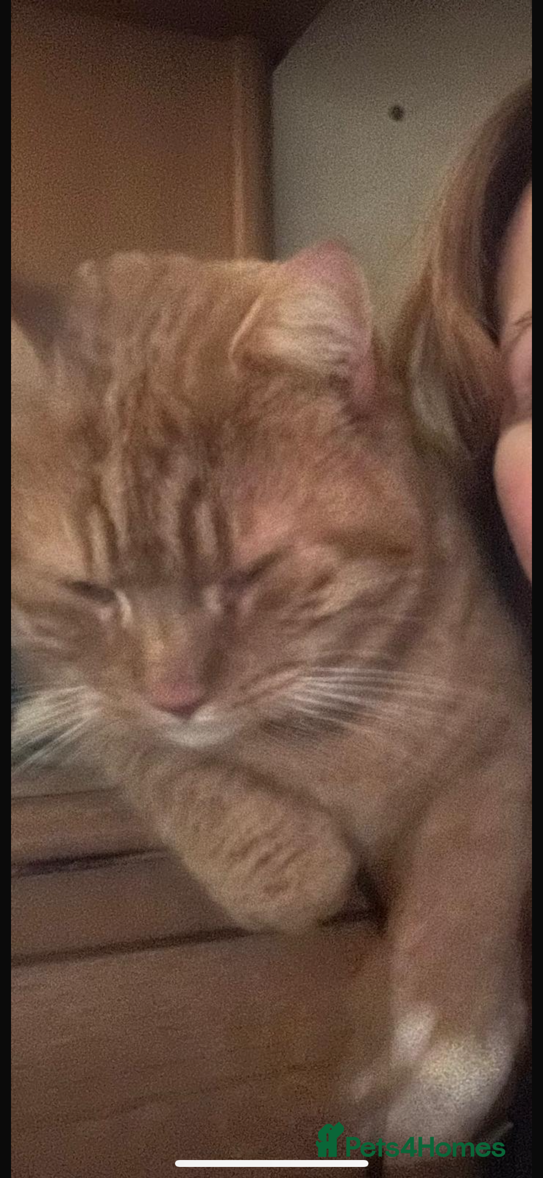 Mixed Breed cats for sale: Rescue cats- adults 🧡 - Advert 5