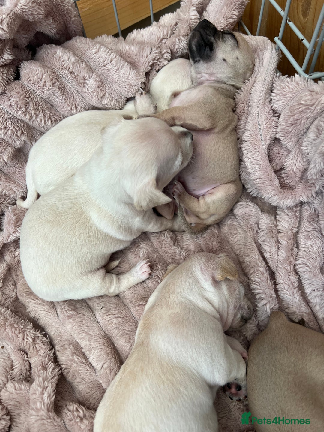 Chihuahua dogs for sale: Beautiful short hair chihuahua  - Advert 13