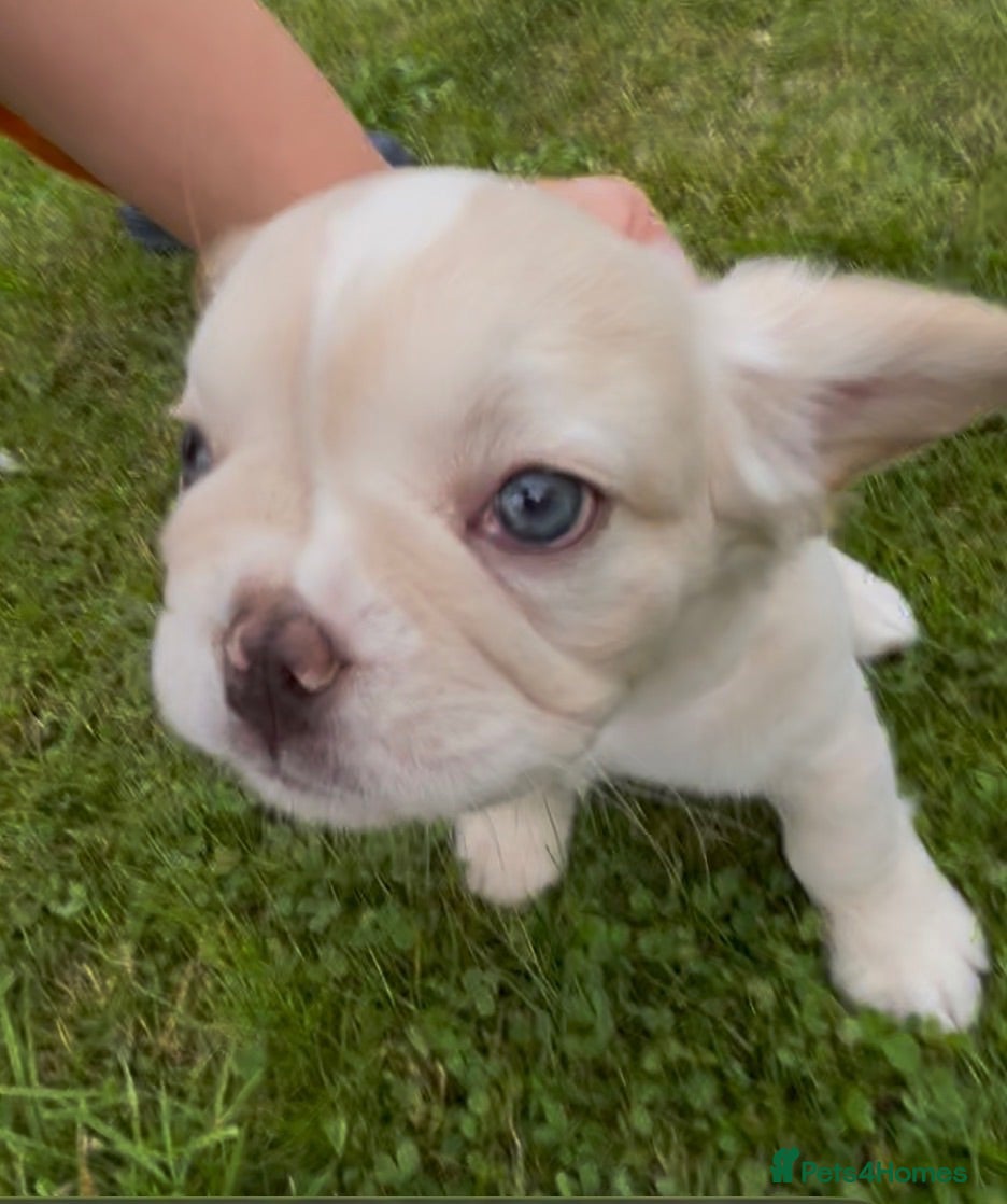 French Bulldog dogs Gorgeous KC Visual Fluffy French Bulldog Puppies - Advert 2
