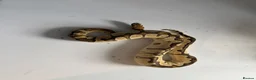 Python Snake reptiles for sale: Various Ball Pythons for sale - Advert 19