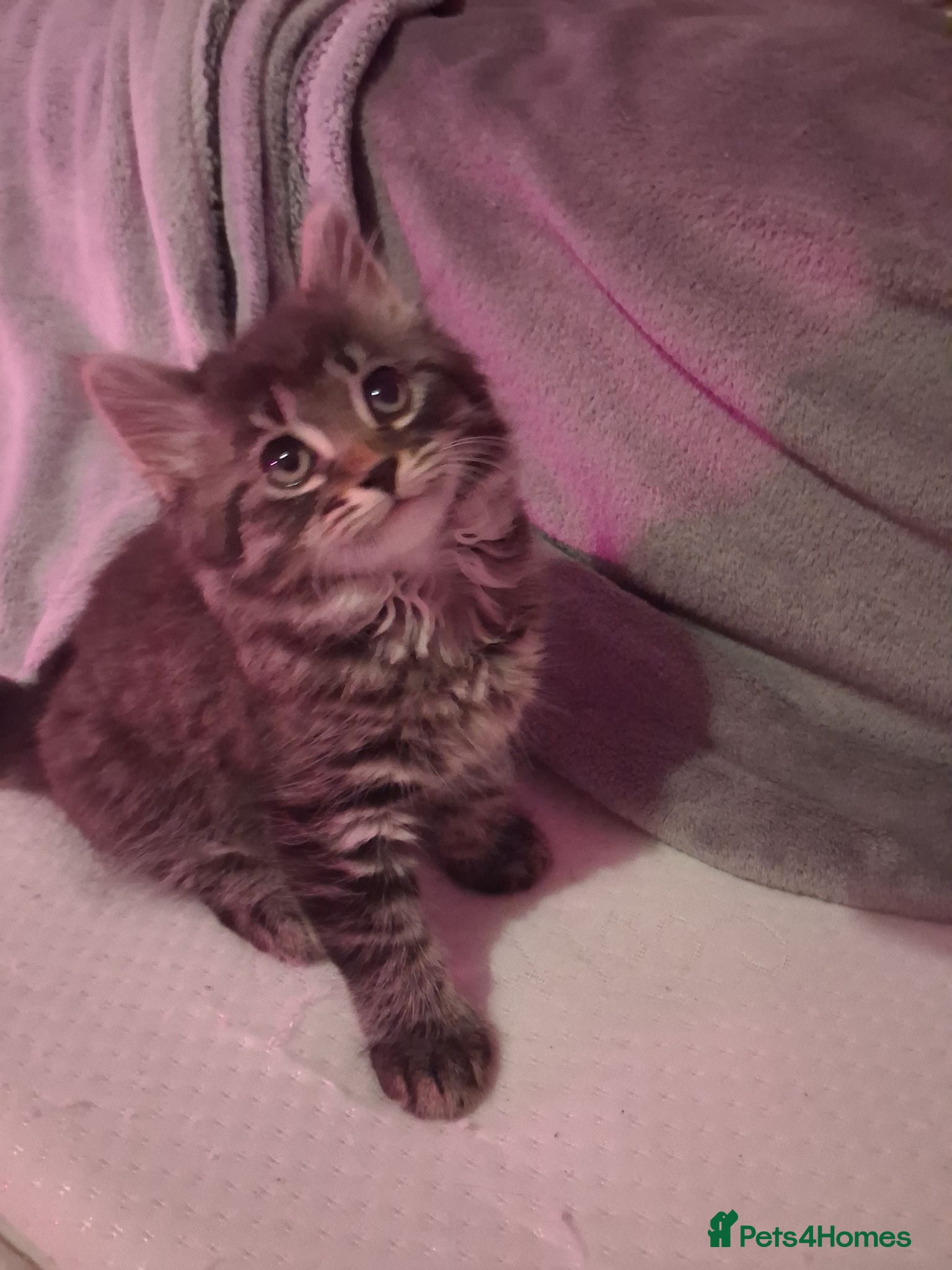 Mixed Breed cats Stunning mixed breed kittens   - Advert 11