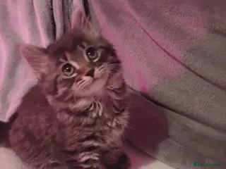Mixed Breed cats Stunning mixed breed kittens - Advert 11