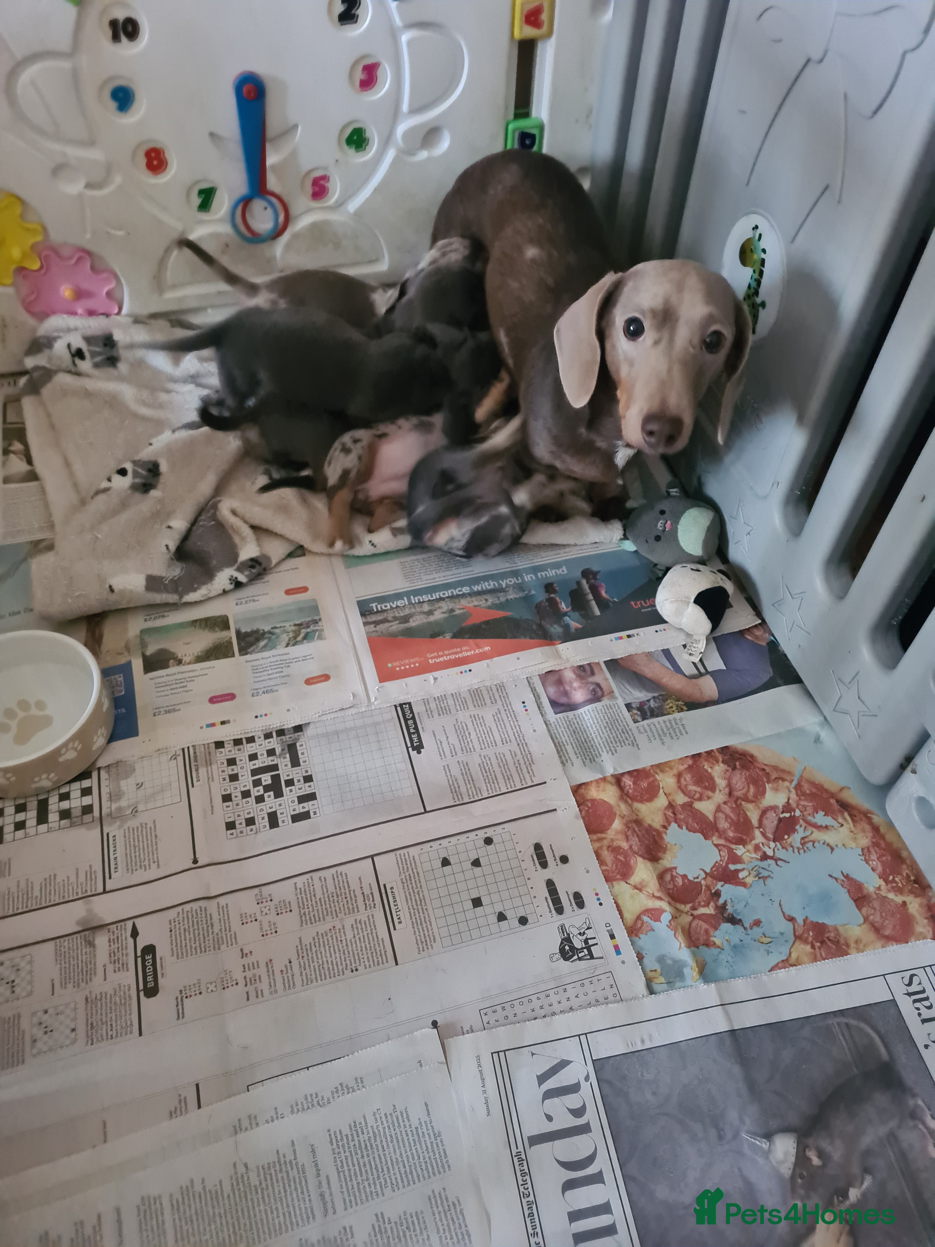 Miniature Dachshund dogs Miniature Smooth Haired Dachshund  - Advert 12