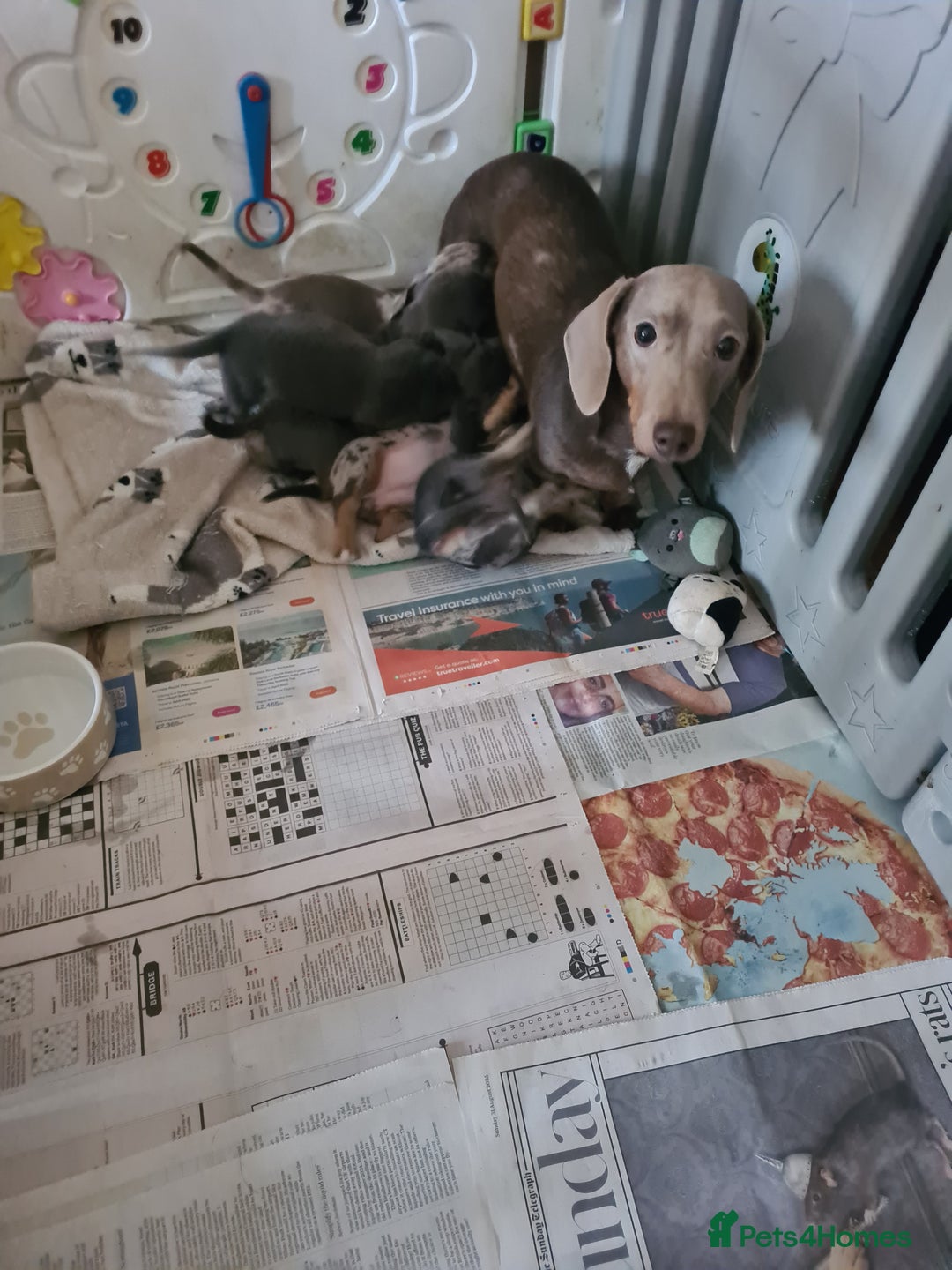 Miniature Dachshund dogs for sale: Miniature Smooth Haired Dachshund  - Advert 1