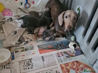 Miniature Dachshund dogs Miniature Smooth Haired Dachshund - Advert 18