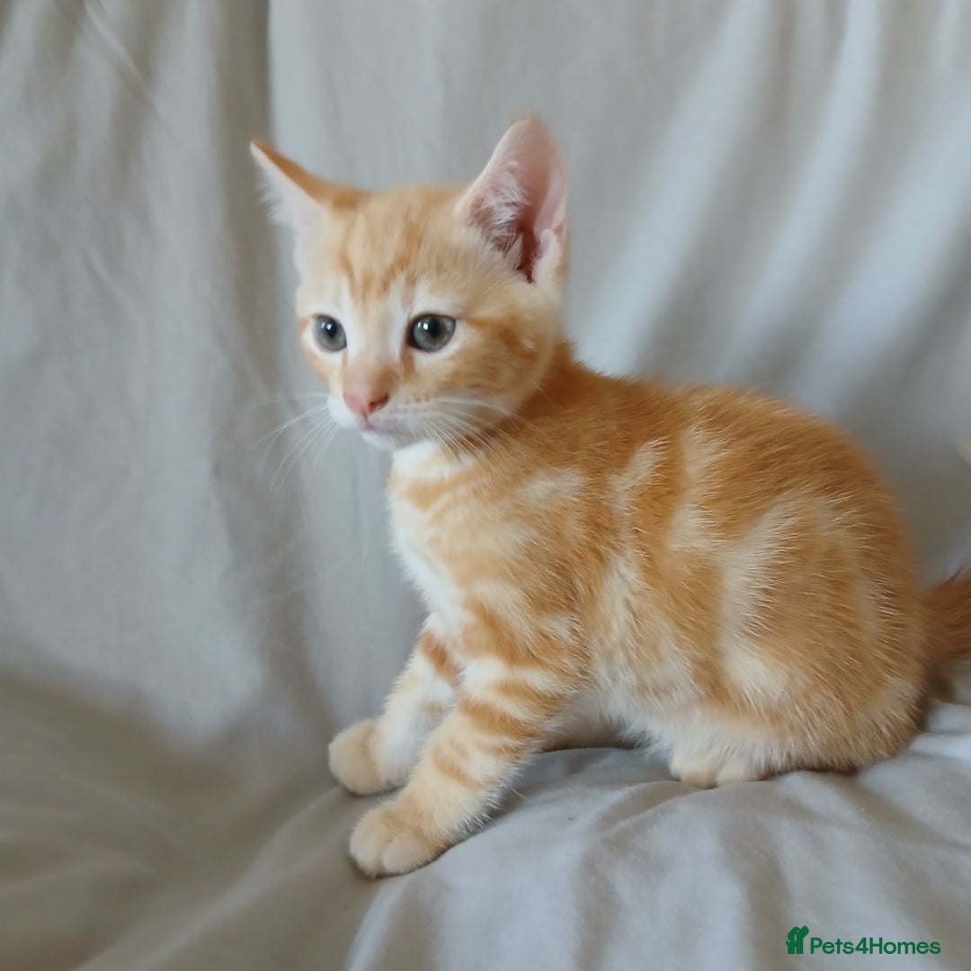 Mixed Breed cats for sale: READY NOW 4 male kittens looking for forever homes - Image 9