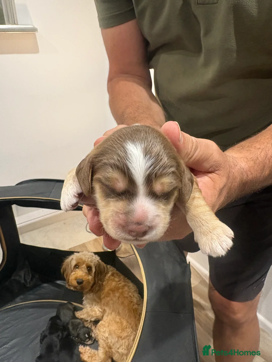 Cockapoo dogs for sale: Cockapoo F1B  - Advert 6