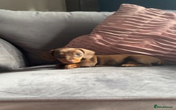 Miniature Dachshund dogs for sale: 5 gorgeous mini dachshund puppies - Image 1