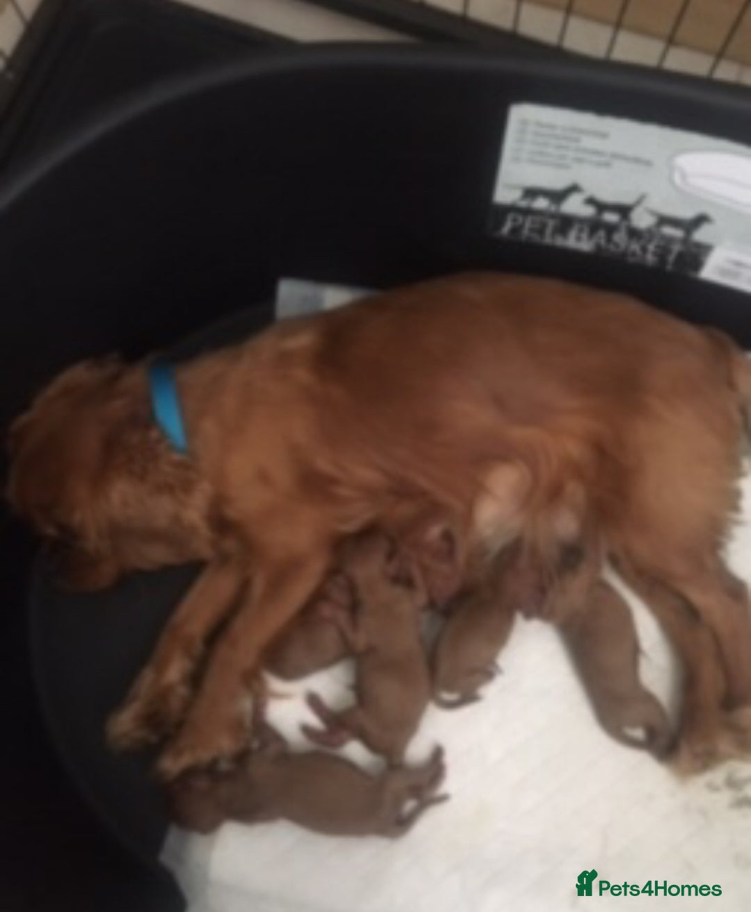 Cavapoo dogs for sale: Stunning F1 cavapoos  - Image 8