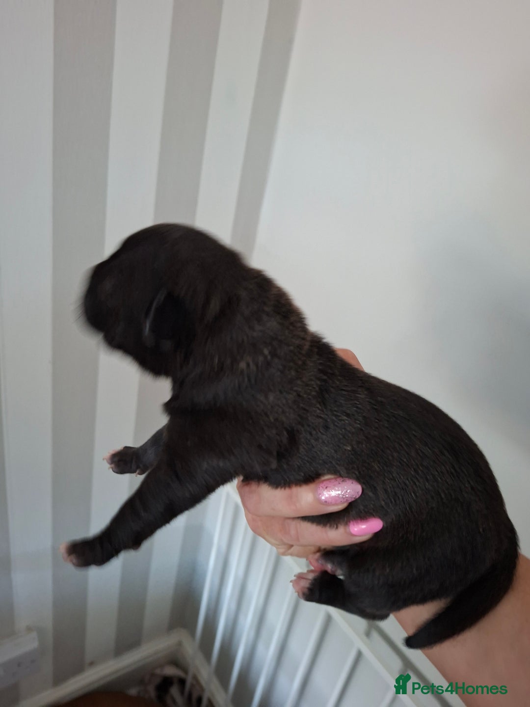 Staffordshire Bull Terrier dogs for sale: Staffy pups ready 26th august 2 brindle 3 blue - Image 32