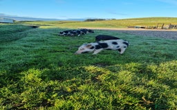 Pig livestock for sale: Micro pigs /t cup - Image 12