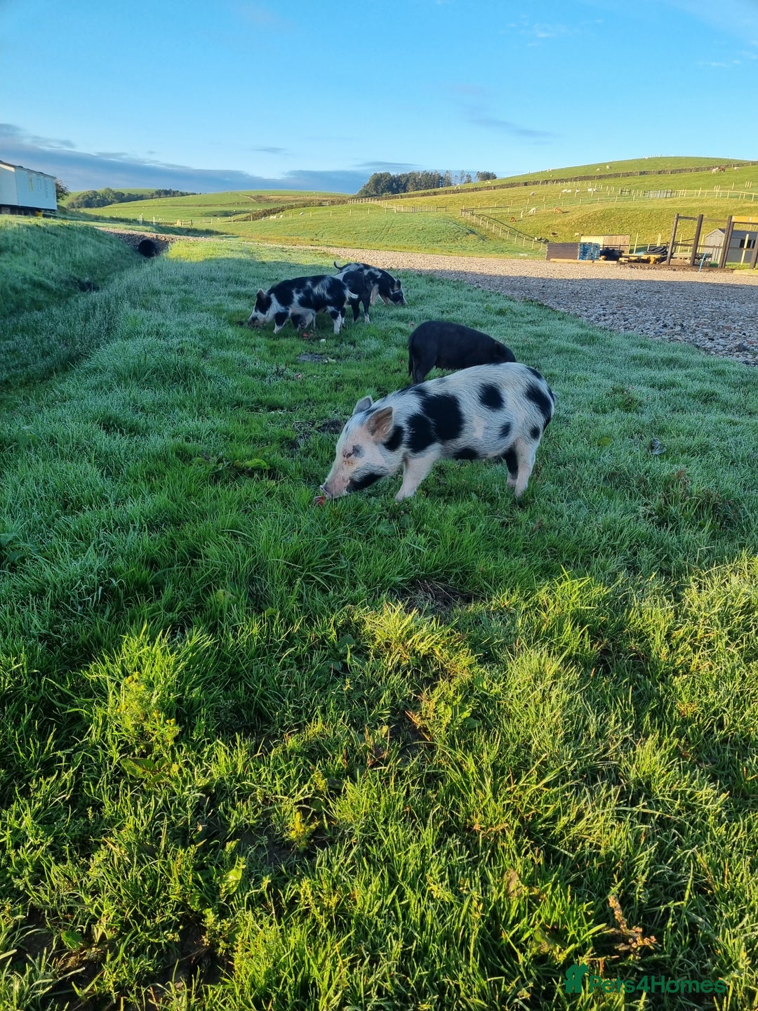 Pig livestock for sale: Micro pigs /t cup - Image 12