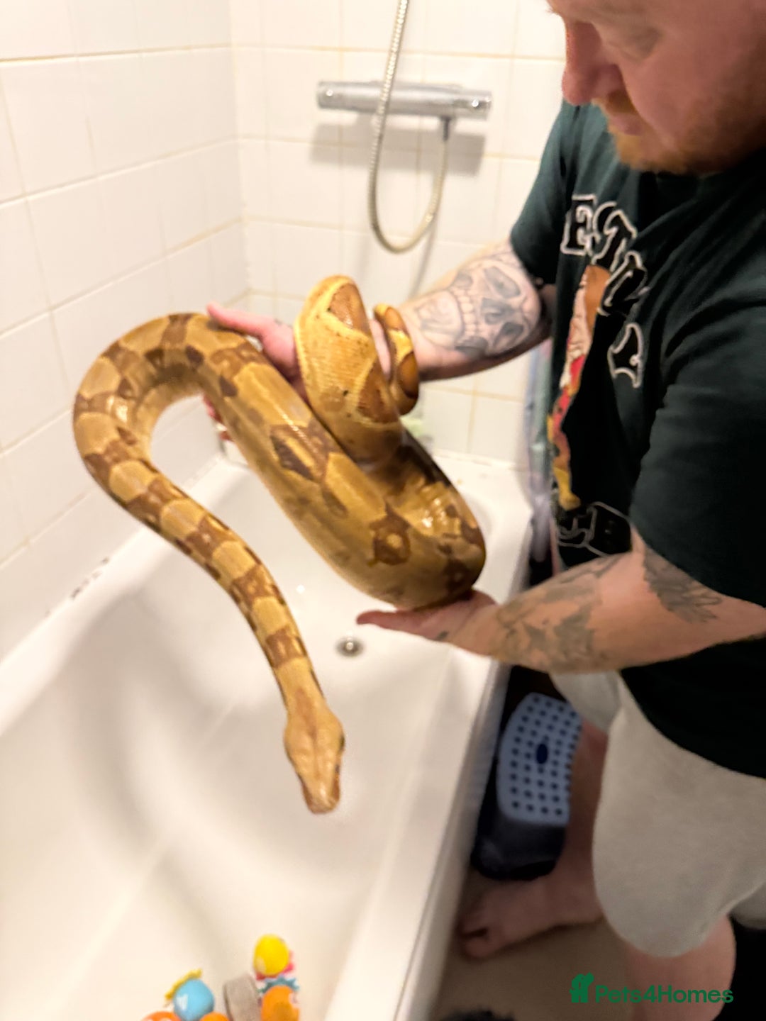 Boa Snake reptiles for sale: Hypo jungle boa  - Advert 6