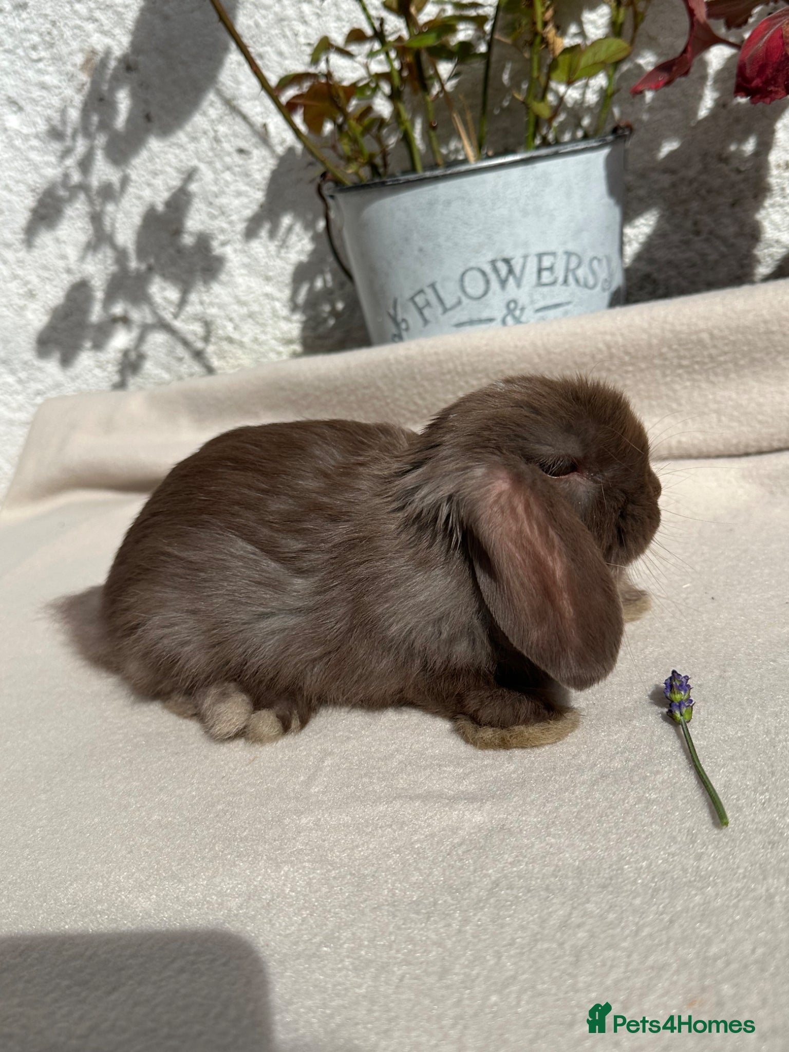 Mini Lop rabbits  Last Beautiful Chocolate boy mini lop - Advert 16