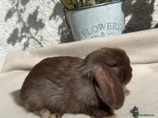 Mini Lop rabbits Last Beautiful Chocolate boy mini lop - Advert 16