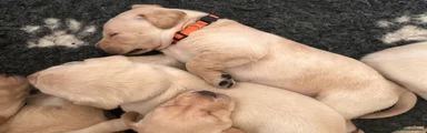 Labrador Retriever Orange Collar Puppy 