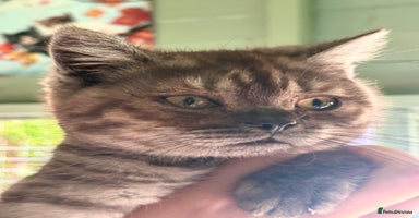 British Shorthair cats in Oldham - Advert 12