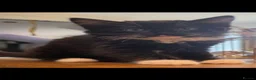 Mixed Breed cats for sale: Beautiful long haired kittens  - Advert 10