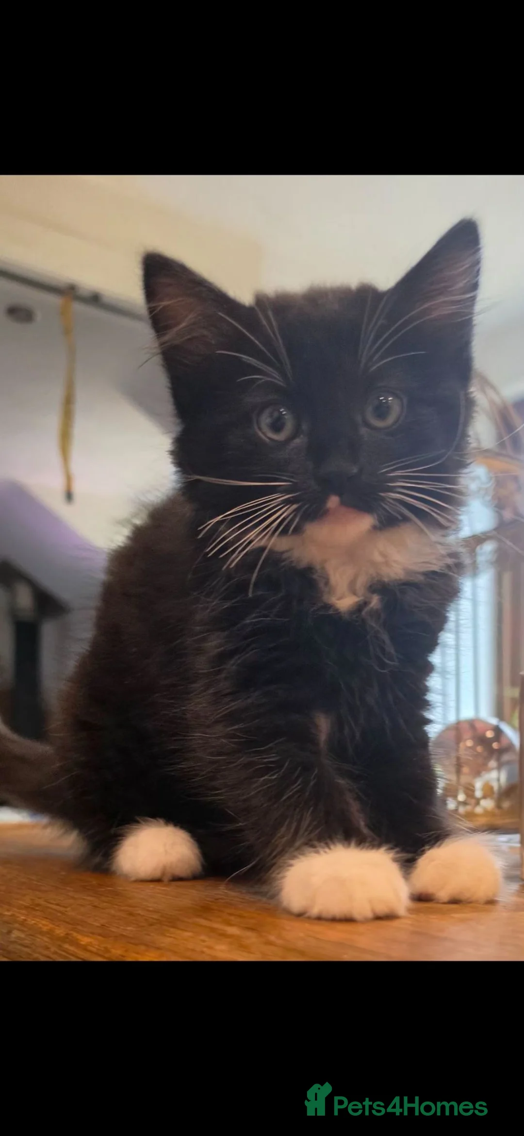 Mixed Breed cats for sale: Beautiful long haired kittens  - Advert 10