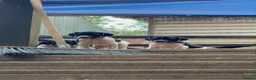 Pointer dogs for sale: Only 4 bitches remaining  - Advert 1