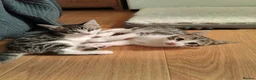 Mixed Breed cats for sale:  Nice litter of four Bengal mix. - Advert 5