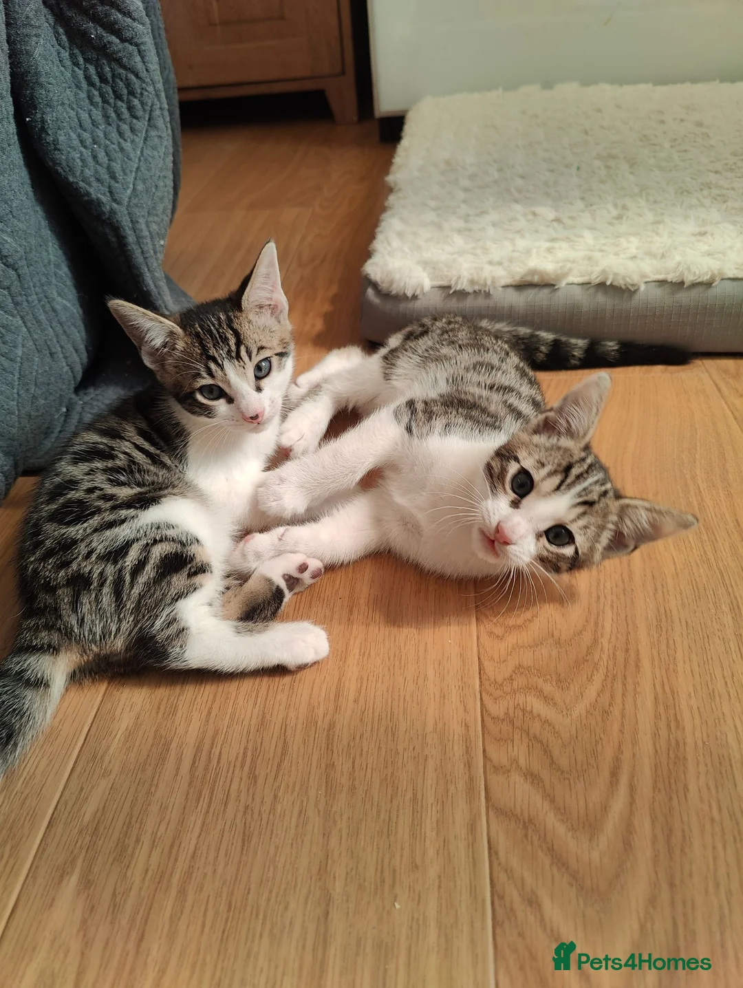 Mixed Breed cats for sale:  Nice litter of four Bengal mix. - Advert 5