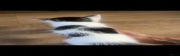 British Longhair cats for sale: 6 Long hair X Tuxedo Kittens ❤️ - Advert 3