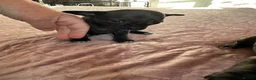 Chihuahua dogs for sale: Chihuahua puppies for sale - Advert 8