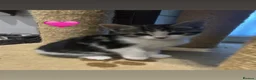 Mixed Breed cats for sale: Kittens  - Advert 20