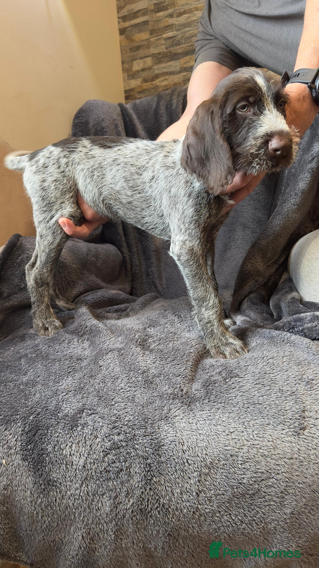 German Wirehaired Pointer dogs for sale: GWP Pups for sale field bloodlines land waterfowl  in Preston - Image 15