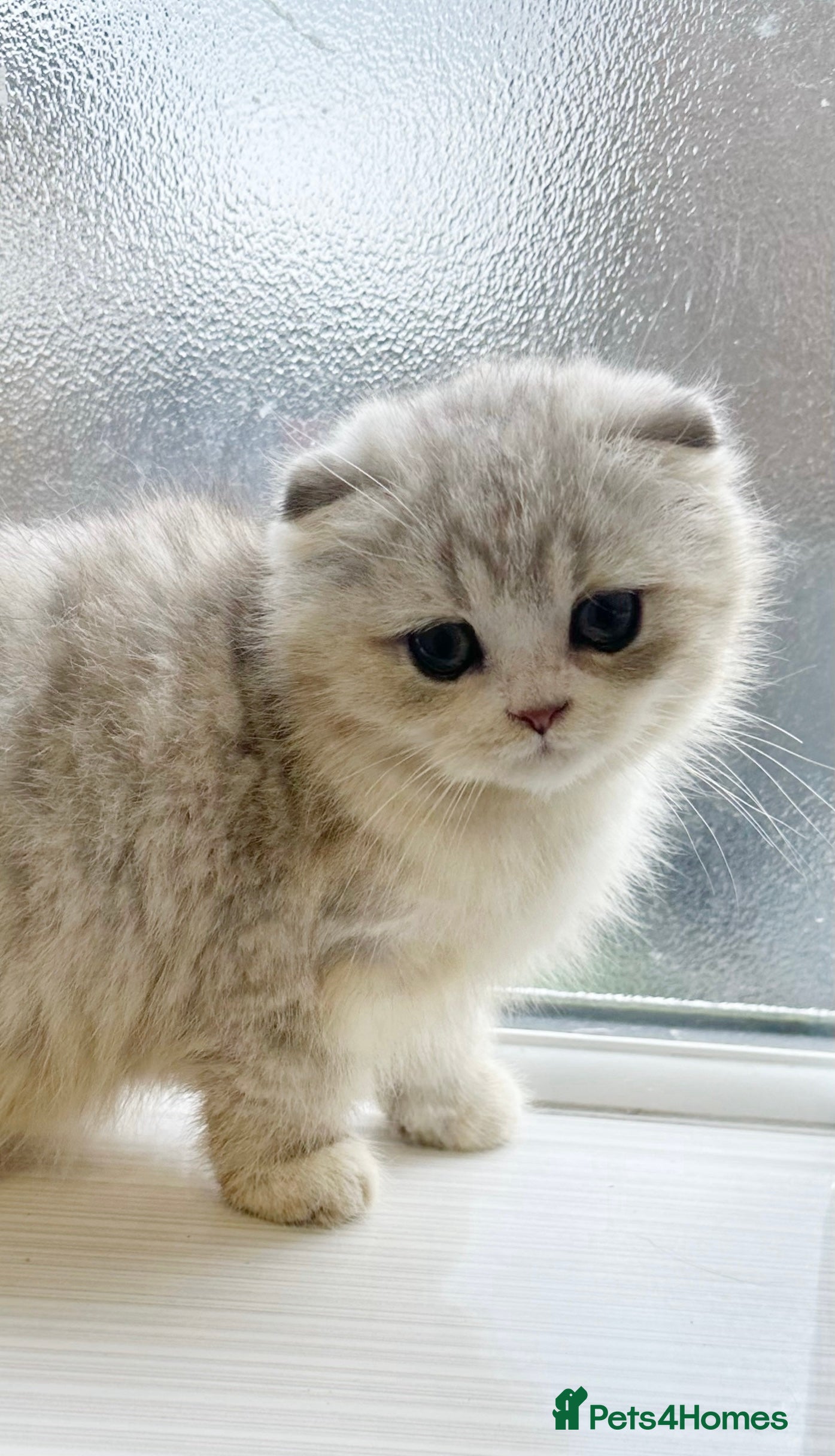 Scottish Fold cats SCOTTISH FOLD GIRL WITH BLUE/GREEN EYES ❤️  - Advert 13
