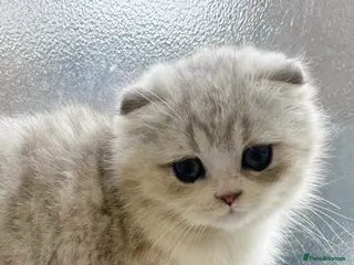Scottish Fold cats SCOTTISH FOLD GIRL WITH BLUE/GREEN EYES ❤️ - Advert 13