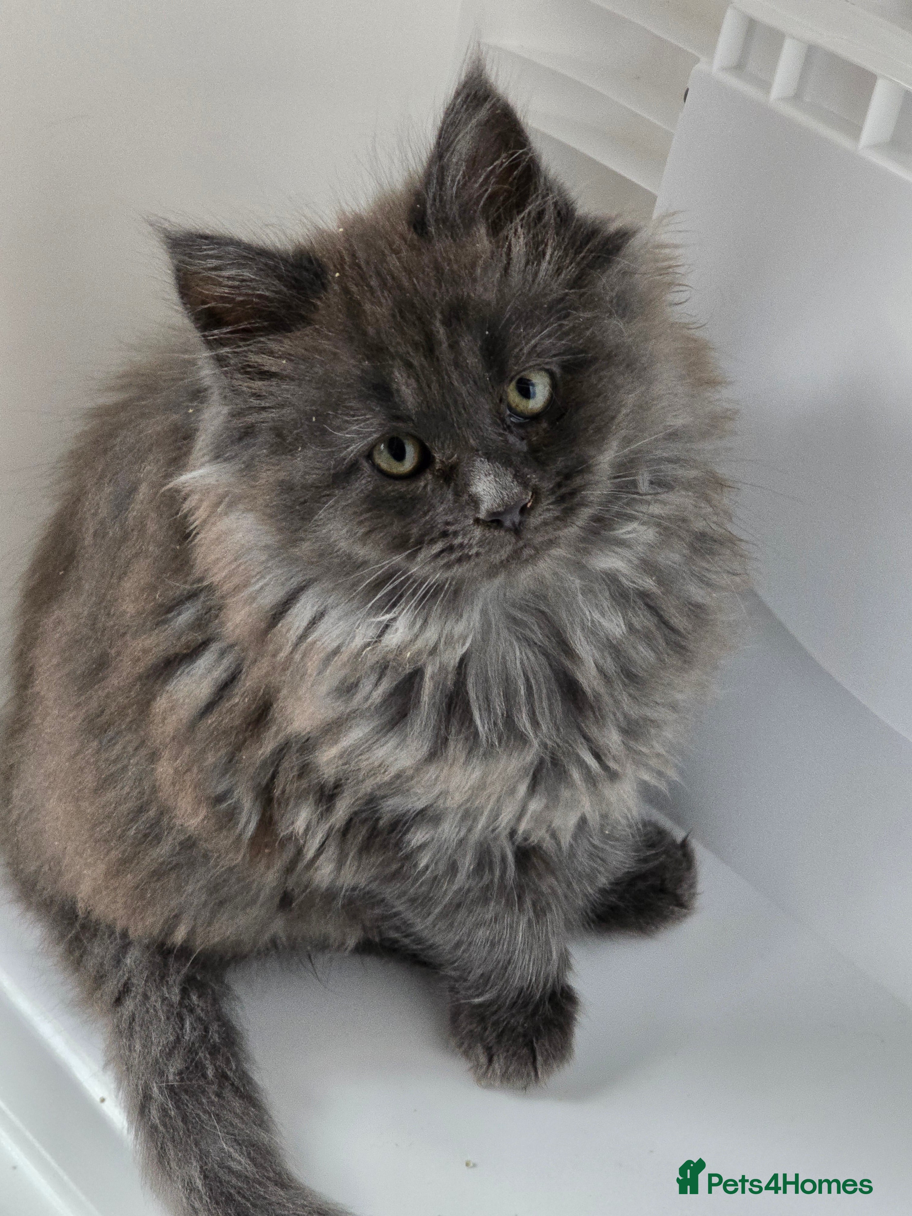 Maine Coon cats THREE LOVELY MAINE COON GIRLS AVAILABLE. - Advert 1