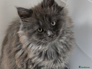 Maine Coon cats THREE LOVELY MAINE COON GIRLS AVAILABLE. - Advert 1