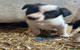 Border Collie dogs for sale: Beautiful border collie puppies for sale  - Image 5