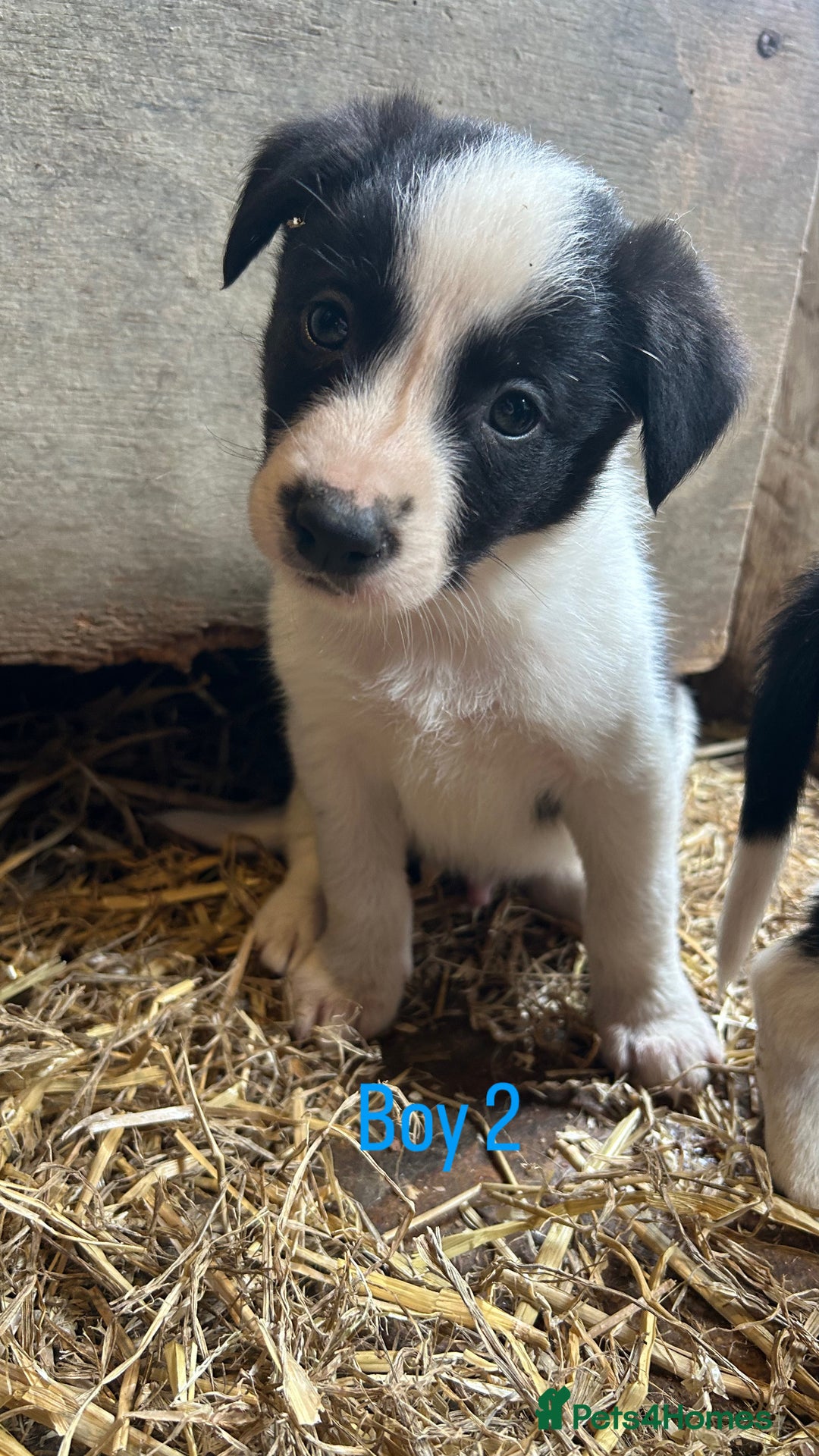Border Collie dogs for sale: Beautiful border collie puppies for sale  - Image 5